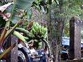 2007 07 17 BALI 0072